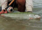 Fly Fishing Molokai 2